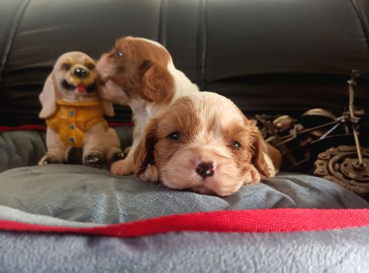 Asil Kan Cavalier King Charles Yavrularımız görsel