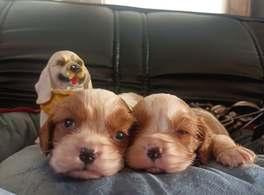 Asil Kan Cavalier King Charles Yavrularımız