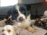 Dunyani̇n En Zeki̇ Irki Border Collie