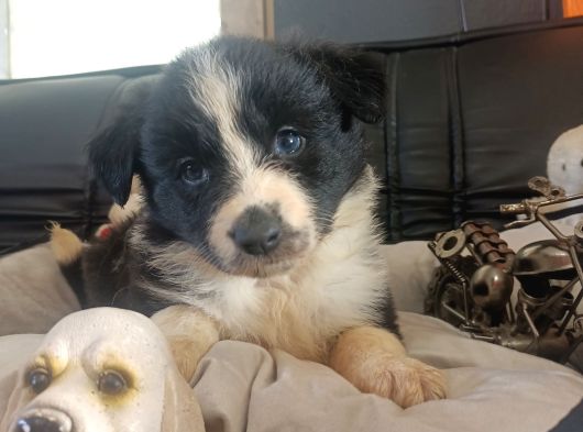 Dunyani̇n En Zeki̇ Irki Border Collie görsel