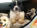 Dunyani̇n En Zeki̇ Irki Border Collie