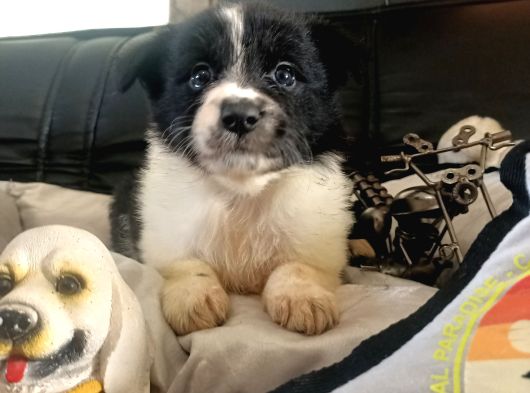 Dunyani̇n En Zeki̇ Irki Border Collie görsel