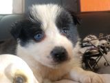 Dunyani̇n En Zeki̇ Irki Border Collie
