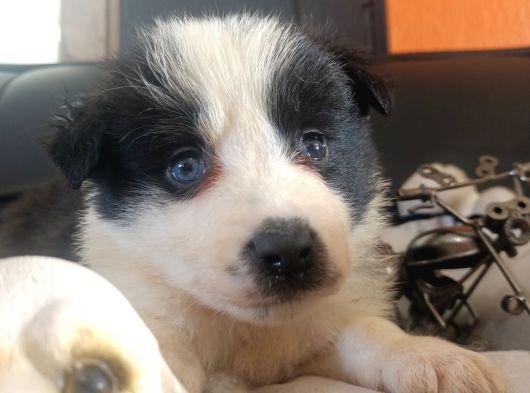 Dunyani̇n En Zeki̇ Irki Border Collie görsel