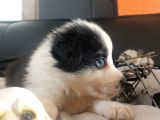 DUNYANİN EN ZEKİ IRKI BORDER COLLIE