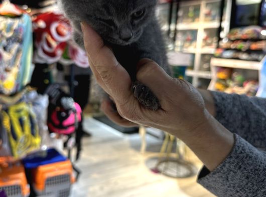 Malzemesini Bizden Almak Şartıyla Kedi Sahiplendirilir görsel