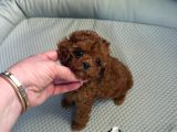 Teacup Maltipoo Yavrularımız En Küçük Boy