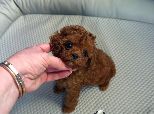 Teacup Maltipoo Yavrularımız En Küçük Boy görsel