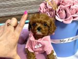 Teacup Maltipoo Yavrularımız En Küçük Boy