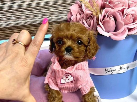 Teacup Maltipoo Yavrularımız En Küçük Boy