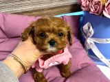 Teacup Maltipoo Yavrularımız En Küçük Boy