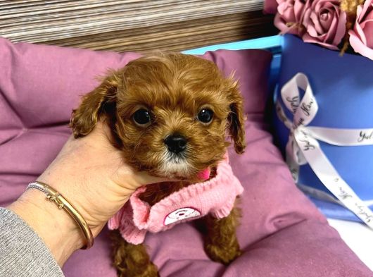Teacup Maltipoo Yavrularımız En Küçük Boy görsel