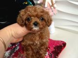 Teacup Maltipoo Yavrularımız En Küçük Boy