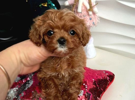 Teacup Maltipoo Yavrularımız En Küçük Boy görsel