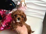 Teacup Maltipoo Yavrularımız En Küçük Boy