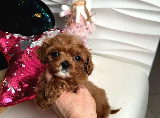 Teacup Maltipoo Yavrularımız En Küçük Boy görsel