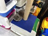Malzemesini Bizden Almak Şartıyla Kedi Sahiplendirilir