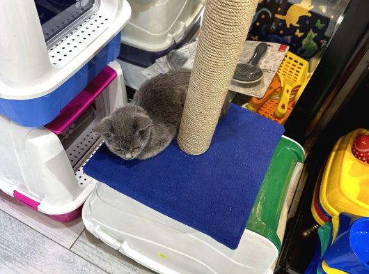 Malzemesini Bizden Almak Şartıyla Kedi Sahiplendirilir görsel
