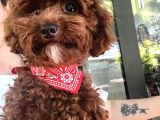 Erkrk Toy Poodle Oğlum Cookie Için Dişi Aday