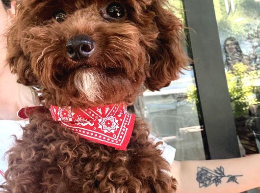 Erkrk Toy Poodle Oğlum Cookie Için Dişi Aday görsel