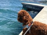 Erkrk Toy Poodle Oğlum Cookie Için Dişi Aday