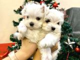 Teacup Maltese Terrier Kore Yavrularımız