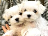 Teacup Maltese Terrier Kore Yavrularımız