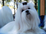 Teacup Maltese Terrier Kore Yavrularımız