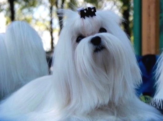 Teacup Maltese Terrier Kore Yavrularımız görsel
