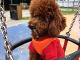 Erkrk Toy Poodle Oğlum Cookie Için Dişi Aday