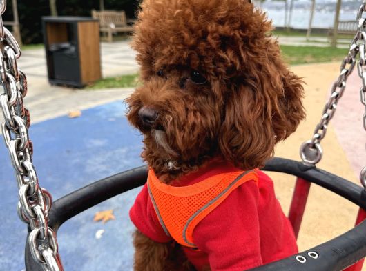 Erkrk Toy Poodle Oğlum Cookie Için Dişi Aday görsel