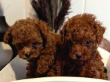 ORJİNAL KORE TOY POODLE RED BROWN BEBEKLER