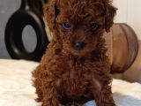 Orji̇nal Kore Toy Poodle Red Brown Bebekler