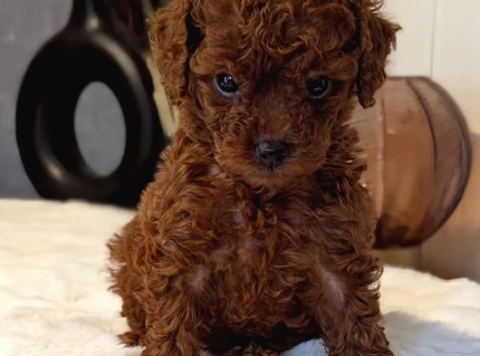 Orji̇nal Kore Toy Poodle Red Brown Bebekler görsel
