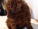 Orji̇nal Kore Toy Poodle Red Brown Bebekler