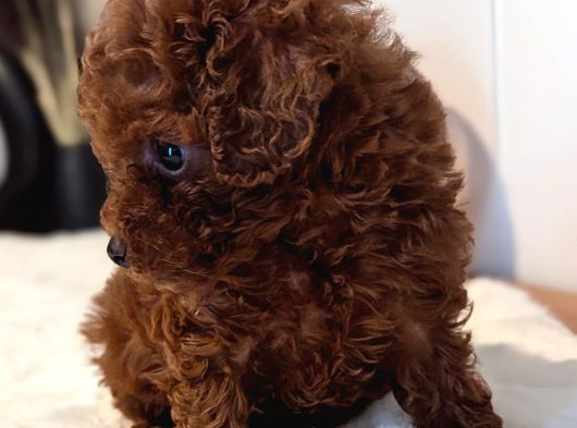 Orji̇nal Kore Toy Poodle Red Brown Bebekler görsel