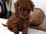 Orji̇nal Kore Toy Poodle Red Brown Bebekler