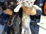 Malzemesini bizden almak şartıyla kedi sahiplendirilir