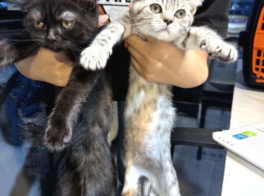 Malzemesini Bizden Almak Şartıyla Kedi Sahiplendirilir