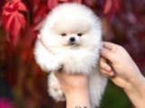 Boo pomeranian Safkan Bebek Surat Yavrularimiz