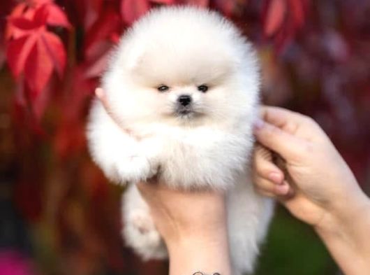 Boo pomeranian Safkan Bebek Surat Yavrularimiz