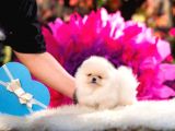 Boo Pomeranian Safkan Bebek Surat Yavrularimiz