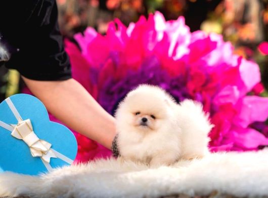 Boo Pomeranian Safkan Bebek Surat Yavrularimiz görsel