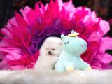 Boo Pomeranian Safkan Bebek Surat Yavrularimiz