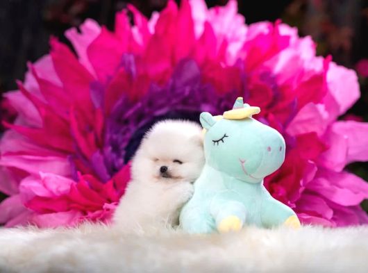 Boo Pomeranian Safkan Bebek Surat Yavrularimiz görsel