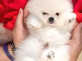 Boo Pomeranian Safkan Bebek Surat Yavrularimiz