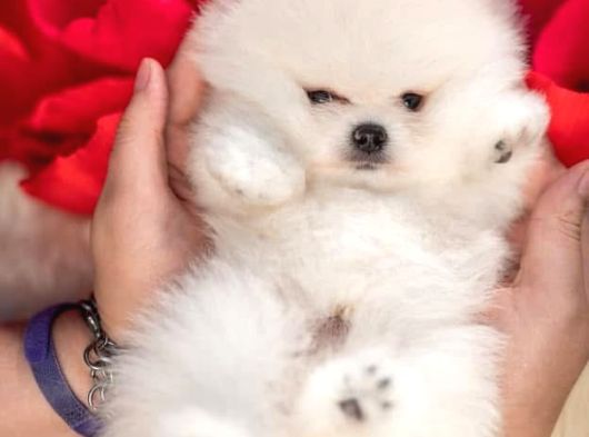 Boo Pomeranian Safkan Bebek Surat Yavrularimiz görsel