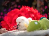 Boo Pomeranian Safkan Bebek Surat Yavrularimiz