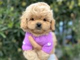 F2 maltipoo Yavrularımız