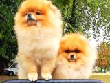 Orange Pomeranian Boo Puppies
